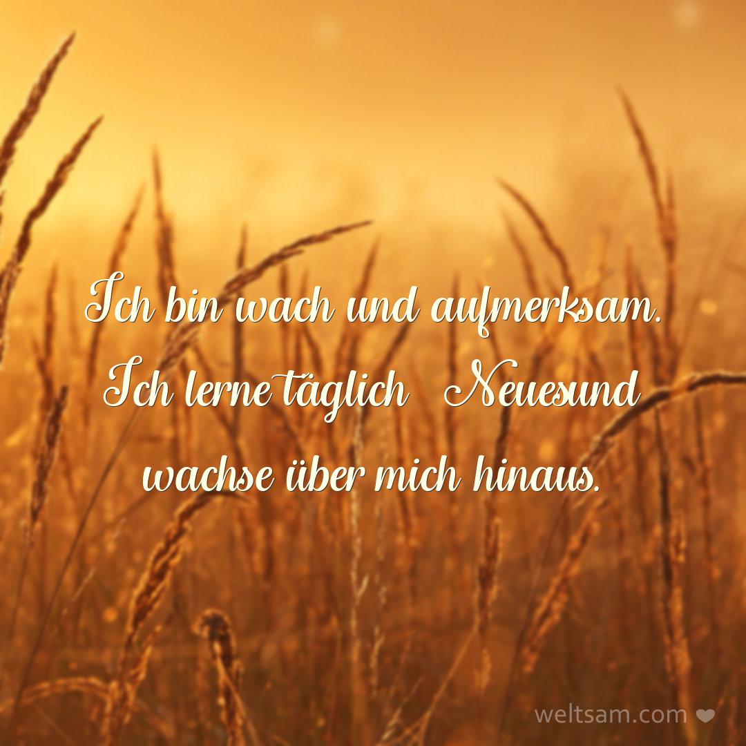 Ich bin wach und aufmerksam. Ich lerne täglich Neues und wachse über mich hinaus.